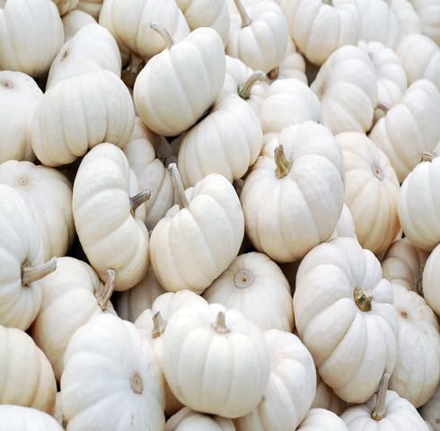 White Pumpkin