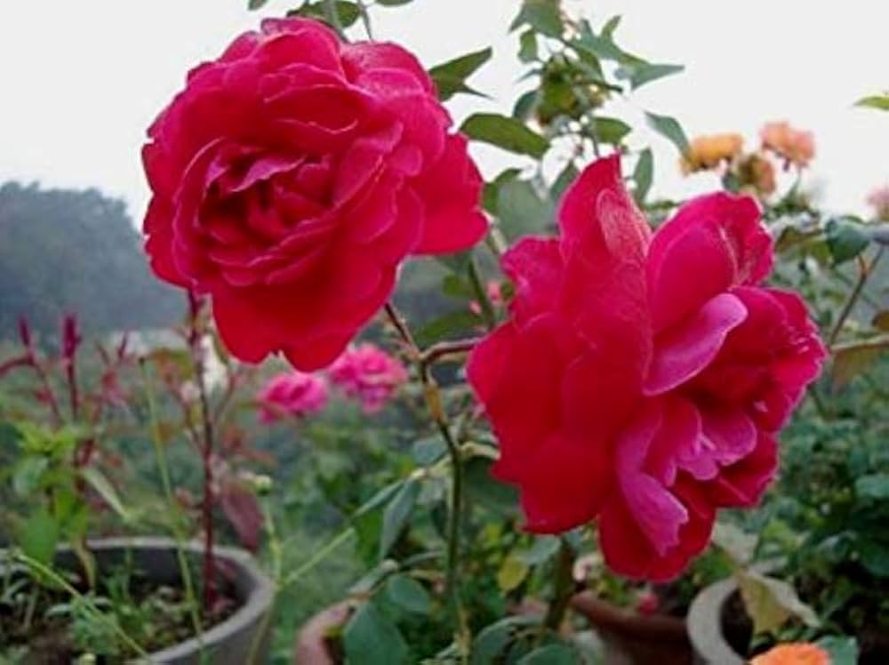 Mini rose seed mix colors for planting