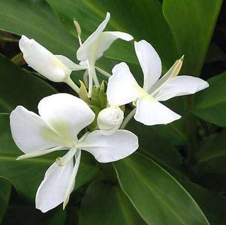 White Hedychium Flower - Heirloom, Non - Gmo Seeds