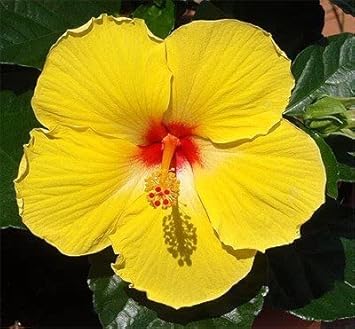 Hibiscus Rosasinensis Flower - Heirloom, Non - Gmo Seeds