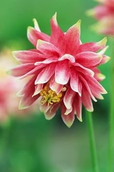 Columbines Pale Pink Seeds for Planting – Organic, Heirloom, Non-GMO Flower Seeds for planting in your garden.