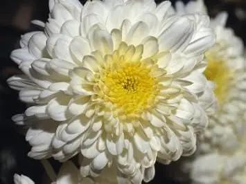 Chrysanthemum Flower Seeds Yellow White for Planting - NON GMO Seeds Dhara Seeds