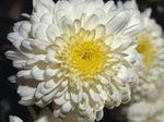 Chrysanthemum Flower Seeds Yellow White for Planting - NON GMO Seeds Dhara Seeds