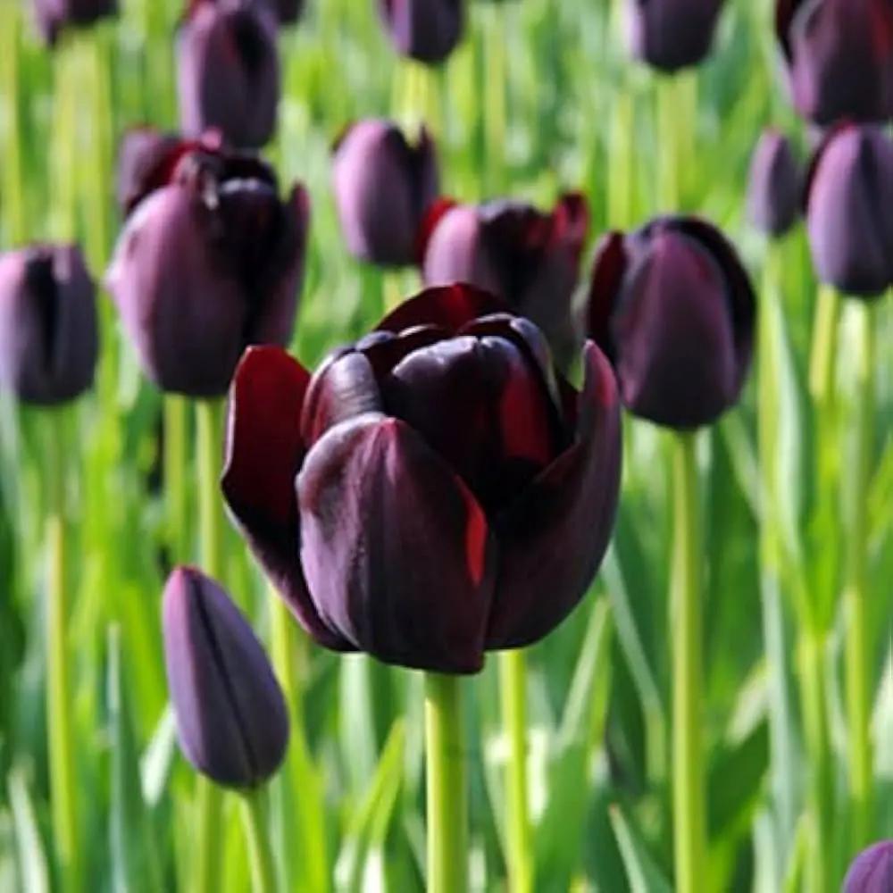 Black Tulip Flower Seeds for Planting - Heirloom & Non-GMO Seeds for Beautiful Home Garden for planting in home garden