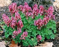 Corydalis Plant Seeds for Planting - 100