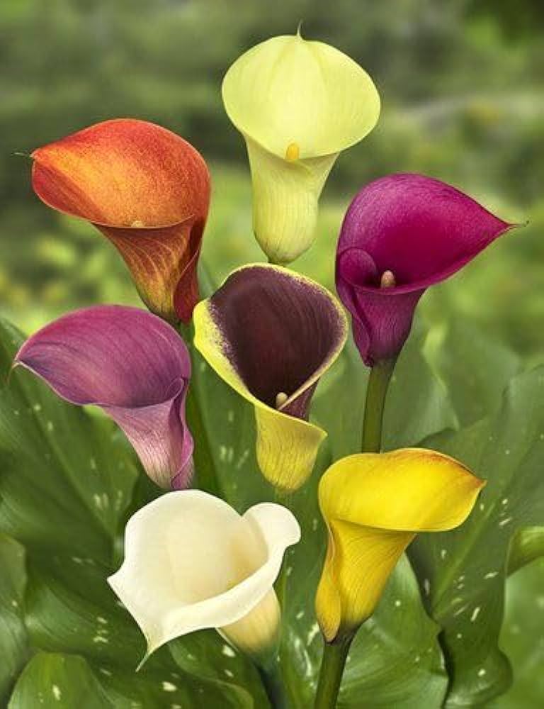 Calla Lily Bulbs for Planting Zantedeschia aethiopica for Elegant Flower Beds and Indoor Pots