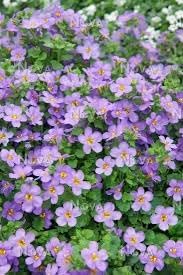 Gulliver Flower Seeds for Planting - 100 pcs for planting in your garden.