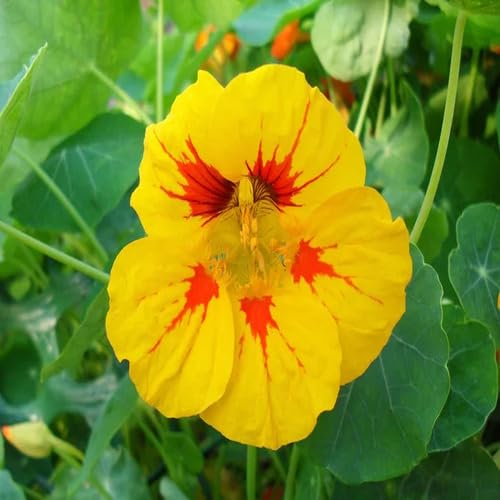 Nasturtium Flower Orange Yellow - Heirloom, Non - Gmo Seeds
