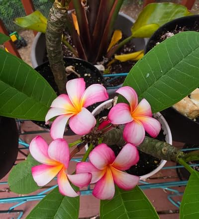 Pink Pumeria Flower