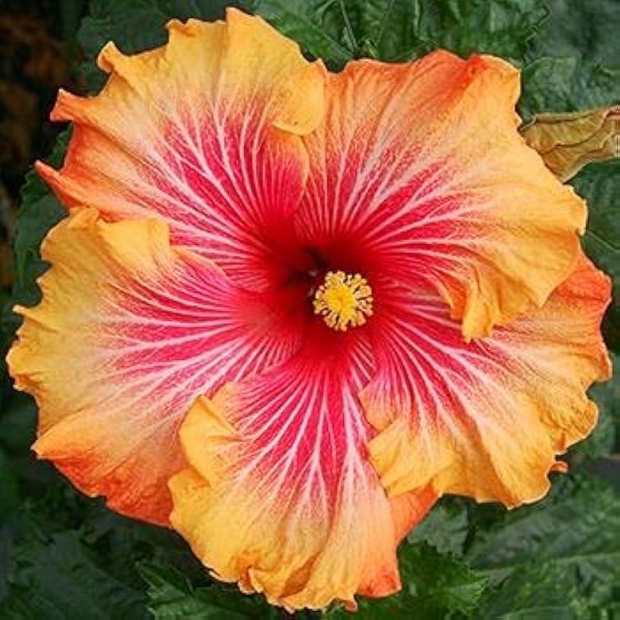 Red and Orange Hibiscus Flower Seeds Hardy Exotic Blooms for Tropical Gardens