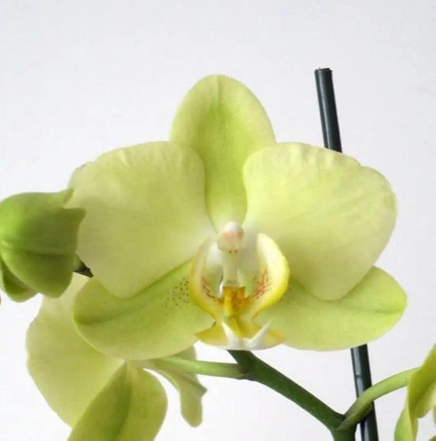 Phalaenopsis Orchid Seeds Pale Green for Planting, NON GMO Seeds Dhara Seeds