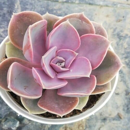 Giant Succulent Pink - Heirloom, Non - Gmo Seeds