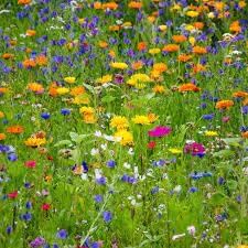 Meadow Flower Seeds for Planting - 100
