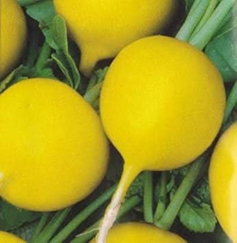 Radish Seeds for Planting Yellow