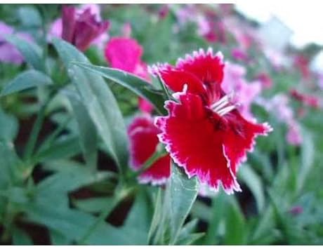 Burgundy White Dianthus Flower Seeds for planting in home garden
