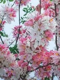 Javanica Flower Seeds for Planting - NON GMO Seeds Dhara Seeds