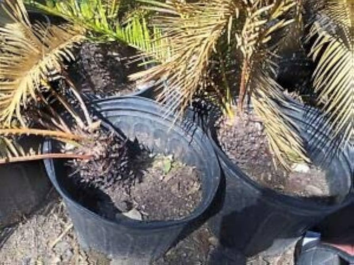 Cycas Plant Seeds for Planting, Brown, 100