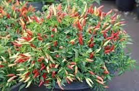 Chilli Pepper Vegetable Seeds for Planting
