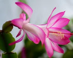 White Pink Zygocactus Truncatus Flower Seeds for Planting - Non-GMO, Heirloom Garden Seeds seeds for planting in home garden