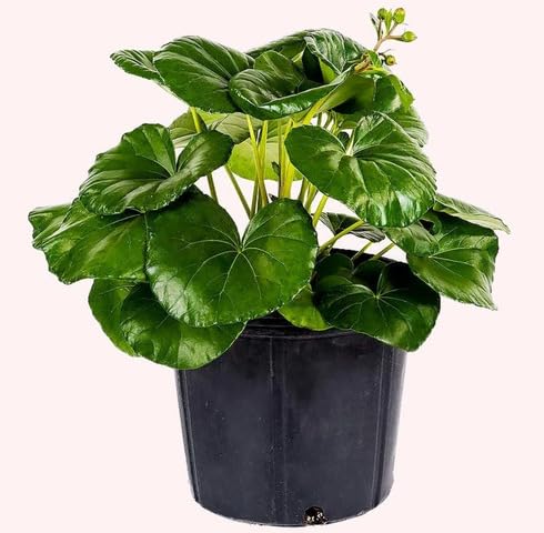 Green Farfugium - Heirloom, Non - Gmo Seeds