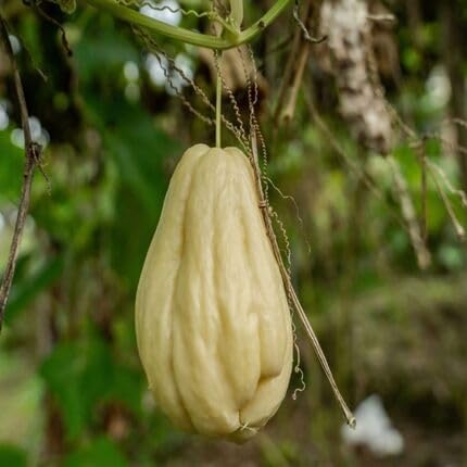 Chayote White - Heirloom, Non - Gmo Seeds