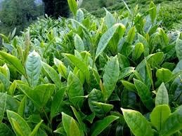 Green Tea Plant Seeds