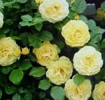 Light Yellow Climbing Rose Flower Seeds Dhara Seeds