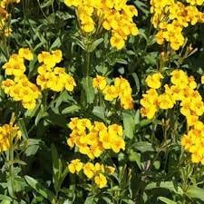 Tagetes Lucida Flower Seeds for Planting  -Hierloom Flower Seeds