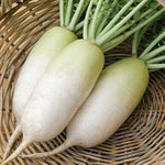 White Radish Raphanus sativus for planting in home garden