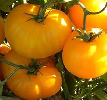 Yellow Giant Tomato Solanum lycopersicum for planting in vegetable patch