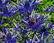 Heirloom Non-GMO Blue Holly Flower Seeds for Decorative Garden Edges and Winter Planting