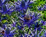 Non-GMO (Non-GMO scientific name) for planting in garden