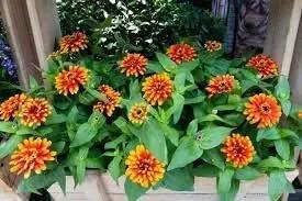 Zowie Flower Seeds for Planting - NON GMO Seeds Dhara Seeds