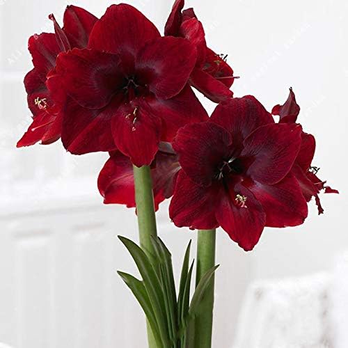Amaryllis and Barbados Lily Hippeastrum Flower Seeds for Planting in indoor pots or home garden