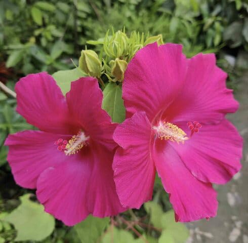 Pink Hibiscus Flower - Heirloom, Non - Gmo Seeds
