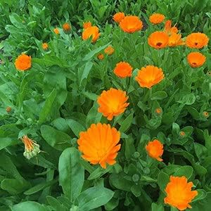 Calendula Flower Heirloom Non Gmo Image