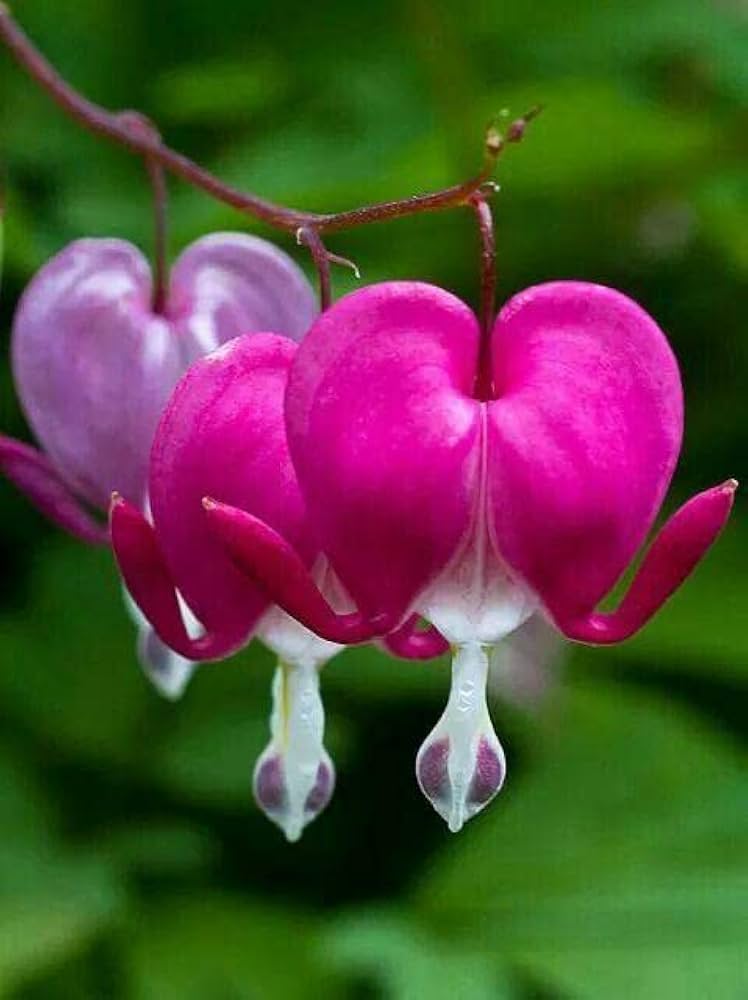 Bleeding Heart Seeds for Planting Dicentra spectabilis for flower beds and woodland gardens