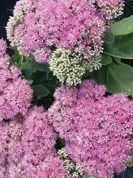 Sedum Dragons Blood Groundcover Plant Seeds for Planting - NON GMO Seeds for planting in home garden
