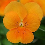 Orange Viola Sorbet Flower Seeds for Planting - NON GMO Seeds Dhara Seeds