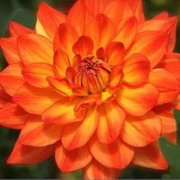 Dark Orange Dahlia Seeds for Planting – Organic, Heirloom, Non-GMO Flower Seeds for planting in home garden