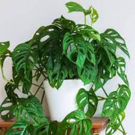 Monstera Green
