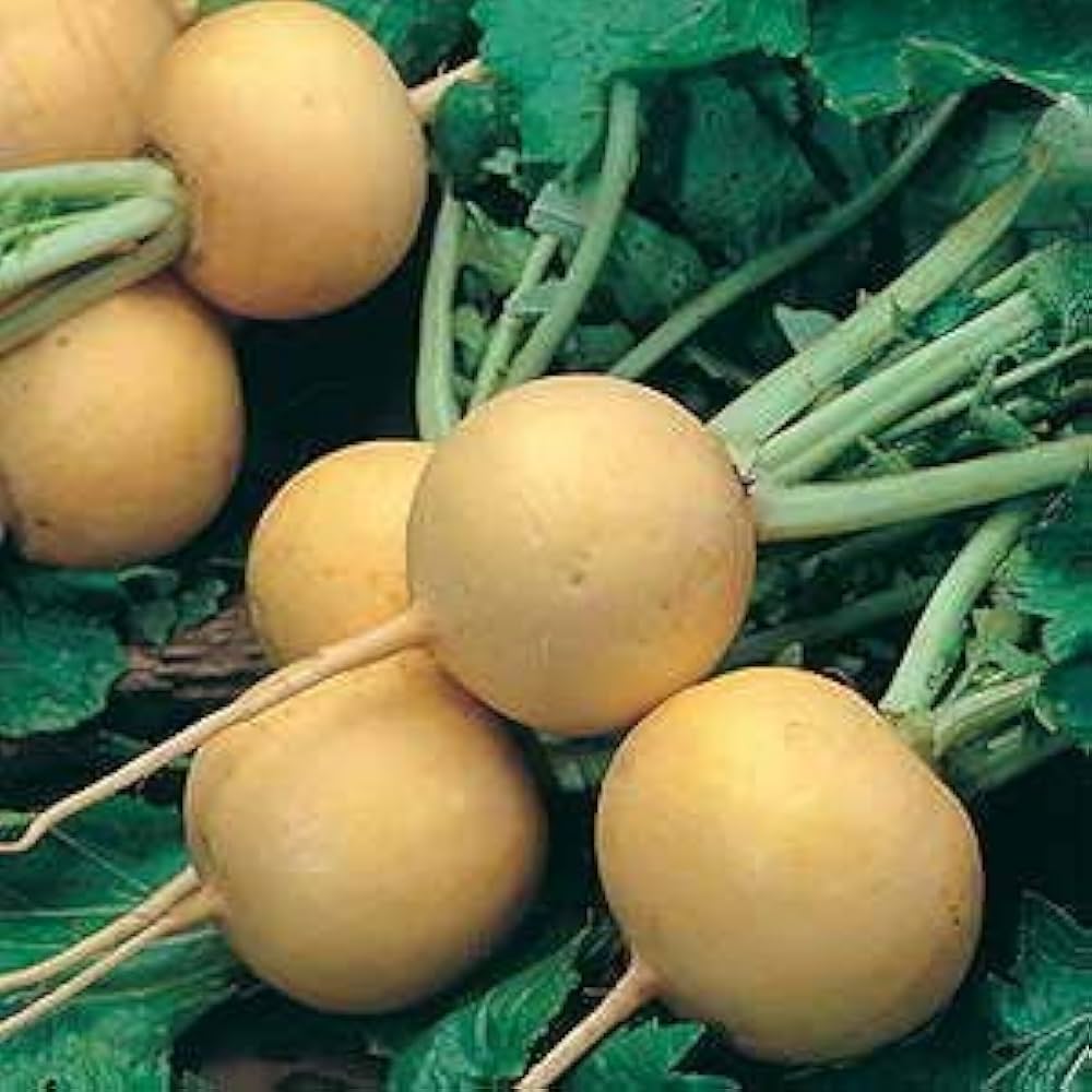 Golden Ball Turnip Brassica rapa Seeds