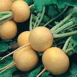 Golden Ball Turnip Brassica rapa Seeds