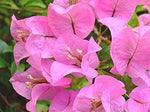 Baby Pink Bougainvillea Flower Seeds for Planting – Heirloom and Non-GMO Garden Seeds for planting in your garden.