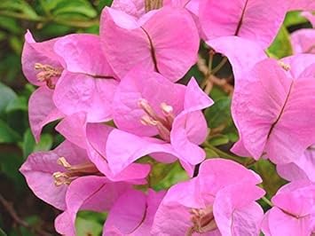 Baby Pink Bougainvillea Flower Seeds for Planting – Heirloom and Non-GMO Garden Seeds for planting in your garden.