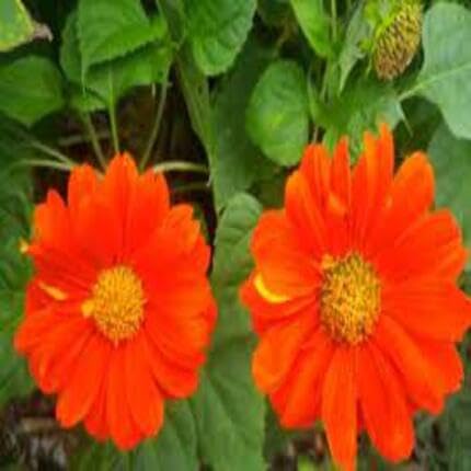 Orange Tithonia Diversifolia Flower - Heirloom, Non - Gmo Seeds