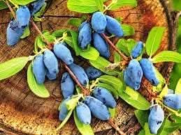Haskap Fruit Seeds for Planting - Hardy, Berry-Laden Shrubs for Nutrient-Rich Berries, Heirloom Seeds