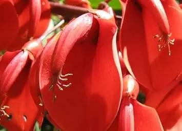 Dark Orange Erythrina Crista Galli Flower Seeds for Planting - NON GMO Seeds Dhara Seeds