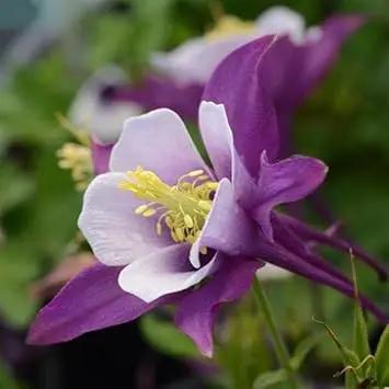 Aquilegia Flower Seeds Purple for Planting NON GMO Seeds Dhara Seeds