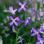 Heirloom Non-GMO Matthiola Flower Seeds for Planting – Fragrant Stock Garden Blooms seeds for planting in home garden
